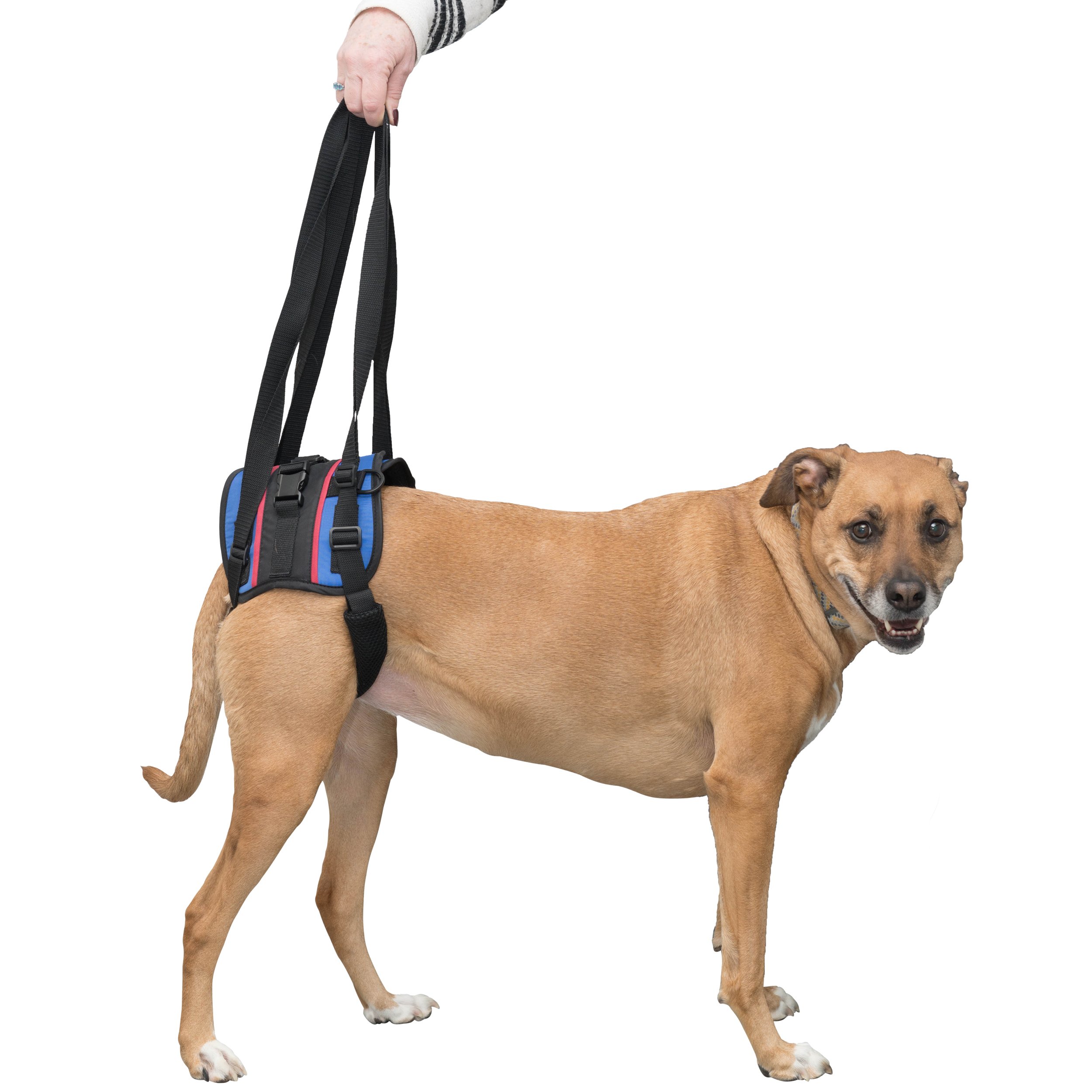 Walkin' Lift Combo Rear Dog Harness for Mobility Helps Dogs with Arthritis, Senior Dogs and