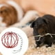 thumbnail image 4 of Cuide De Su Mascota Con Nuestro Comedero Colgante Para Heno Para Animales Pequeños. ¡Manténgase Limpio, Organizado Y Feliz!, 4 of 4