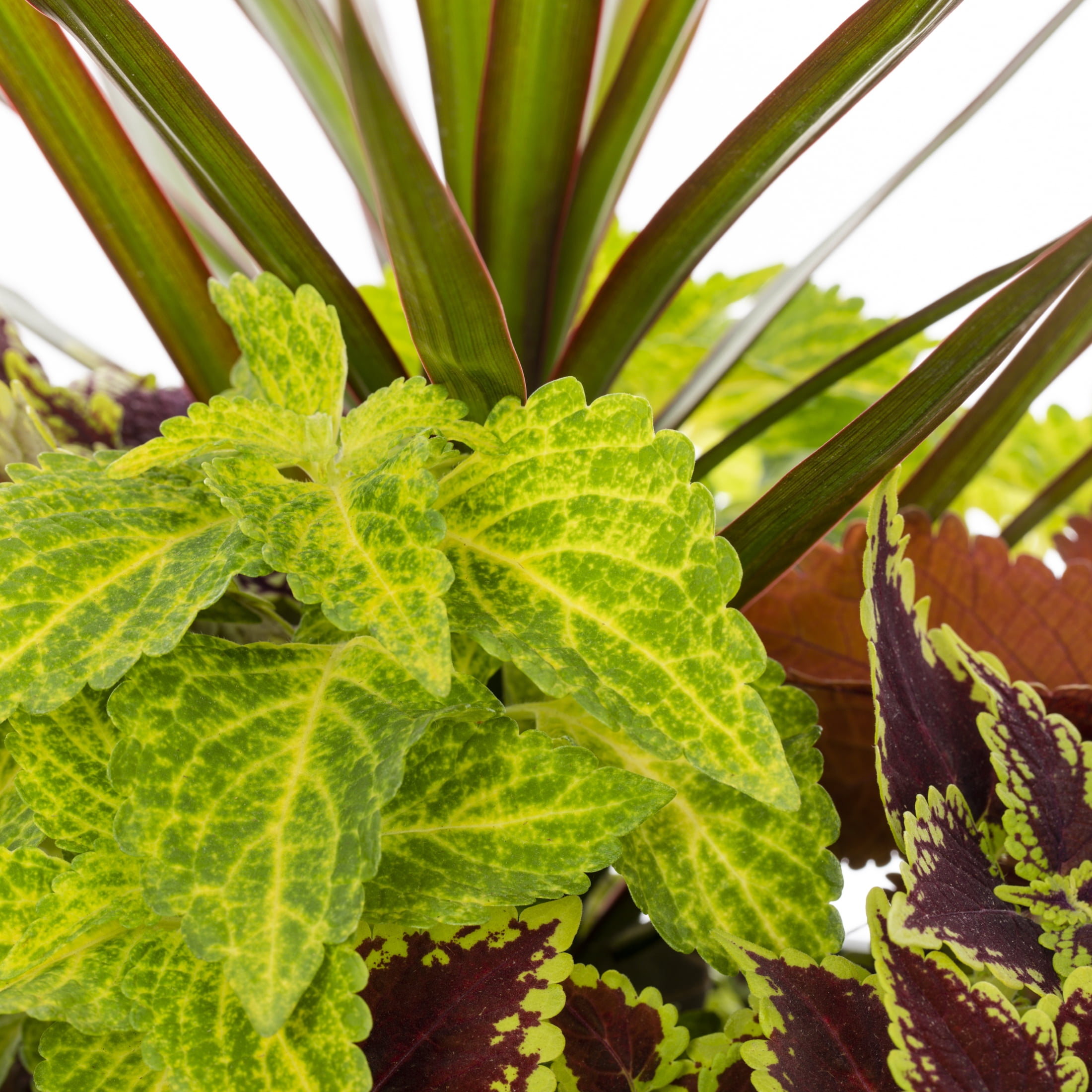Better Homes & Gardens 1.5gal Orange Yellow Coleus Live Annual Plant Sun