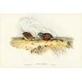 thumbnail image 2 of Gould, John 14x11 Gold Ornate Wood Framed with Double Matting Museum Art Print Titled - Chinese Quail-Synoicus Chinensis, 2 of 4