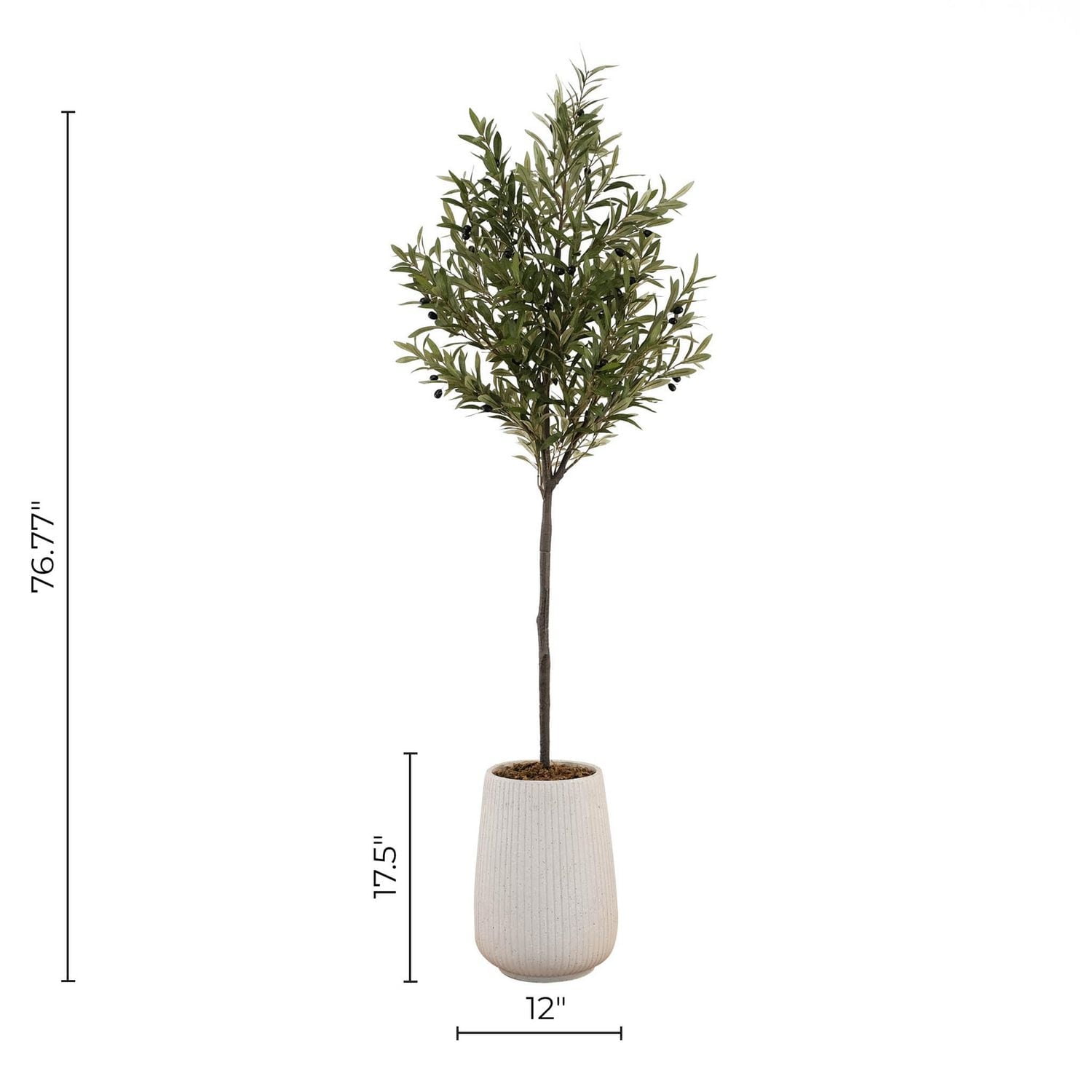 Potted Kalama Olive Tree