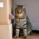 thumbnail image 4 of Bola de hierba gatera giratoria para gatos naturales, bolas para lamer, aperitivos de hierba gatera molares (rosa) Likrtyny Para estrenar, 4 of 7