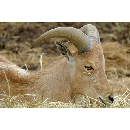 - LAMINATED POSTER Zodiac Sign Capricorn Horns Poster Print 24 x 36
