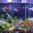 thumbnail image 2 of Comedero de acrílico para camarones de 35 cm, cuencos para peces, acuarios, camarones, peces, con 2 ventosas de color transparente, 2 of 5