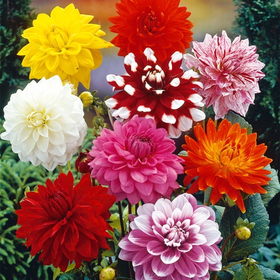 Van Zyverden Dahlias Decorative Mixed Set of 7 Bulbs Multicolor Full Sun Easy to Grow