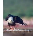 thumbnail image 2 of Fitzharris, Tim 20x23 Black Ornate Wood Framed with Double Matting Museum Art Print Titled - Fish Eagle, 2 of 4