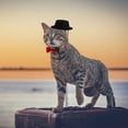 thumbnail image 1 of DEEPCRAFF 2Ud Y Pajarita Para Mascotas En Tela Ideal Para Celebraciones Y, 1 of 8