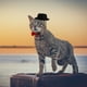 thumbnail image 1 of unbranded 2Ud Sombrero Y Pajarita En Tela Para Mascotas Ideal Para Fotografías Y Eventos, 1 of 8