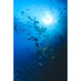 thumbnail image 2 of Woman Snorkeling With Reef Fish, Sunburst Through Surface Poster Print (12 x 19), 2 of 4