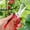 Red, variant on Garden Pruning Shears,Stainless Steel Trimming Scissors,Fruit Tree Scissors,Pruning Scissors for Flowers,Herbs Small Branches Ergonomic Gardening Tools