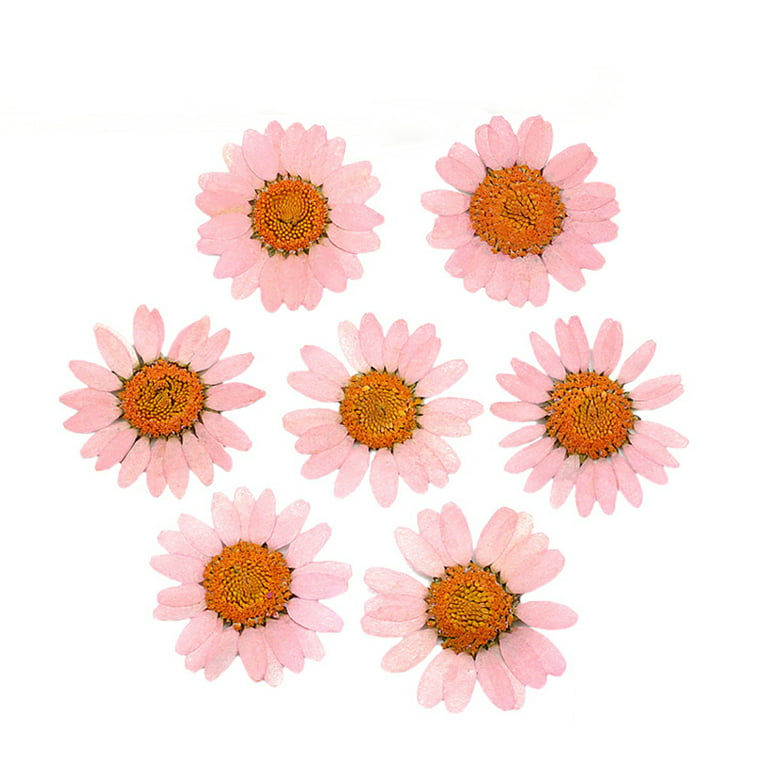 Pink Daisy Pressed Real Dried Flowers, Pressed Flower