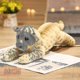 thumbnail image 2 of 39/48/58 cm Lindo León Tigre Leopardo Peluche Juguete Lindo Simulación Muñeca Relleno Suave Simulación Animal (hy), 2 of 2