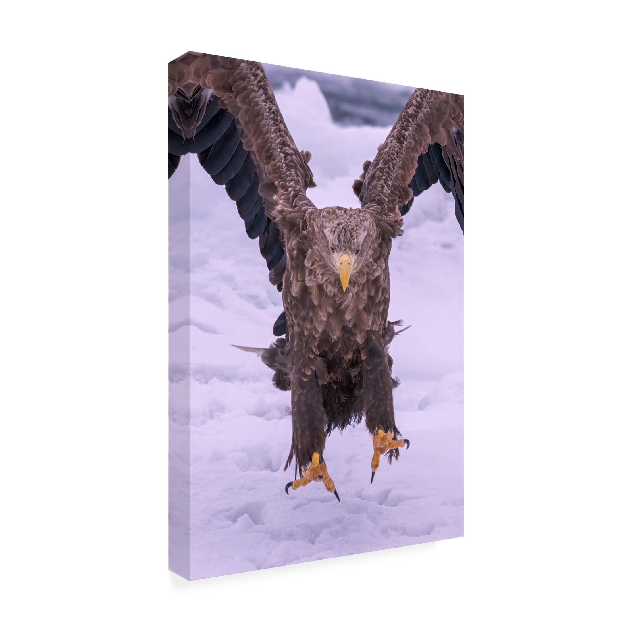 Trademark Fine Art Q Liu Vici Canvas Wall Art