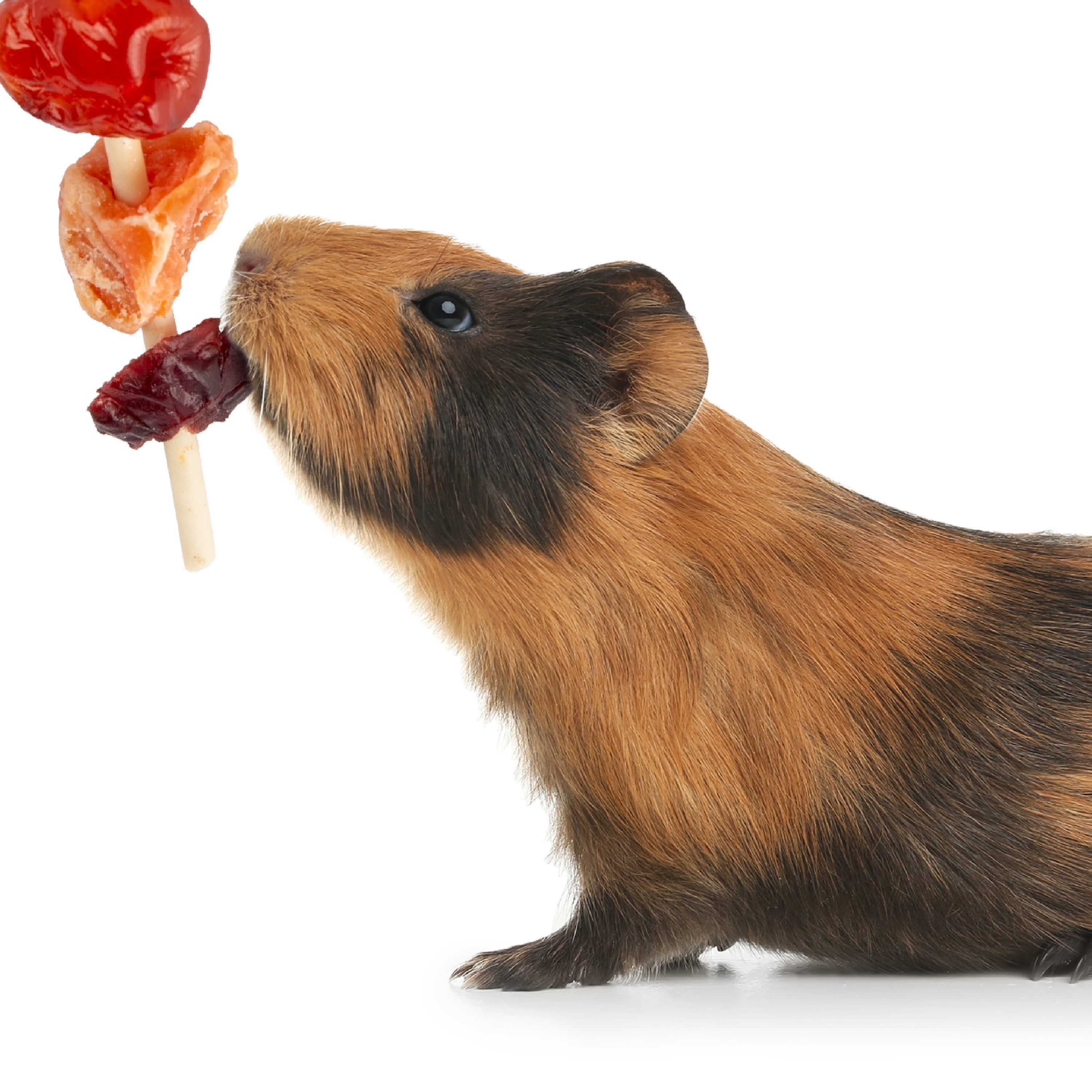 Wild Harvest Fruit Kabobs for Rabbits, Guinea Pigs, Hamsters, Gerbils, Mice and Rats, 6 Count