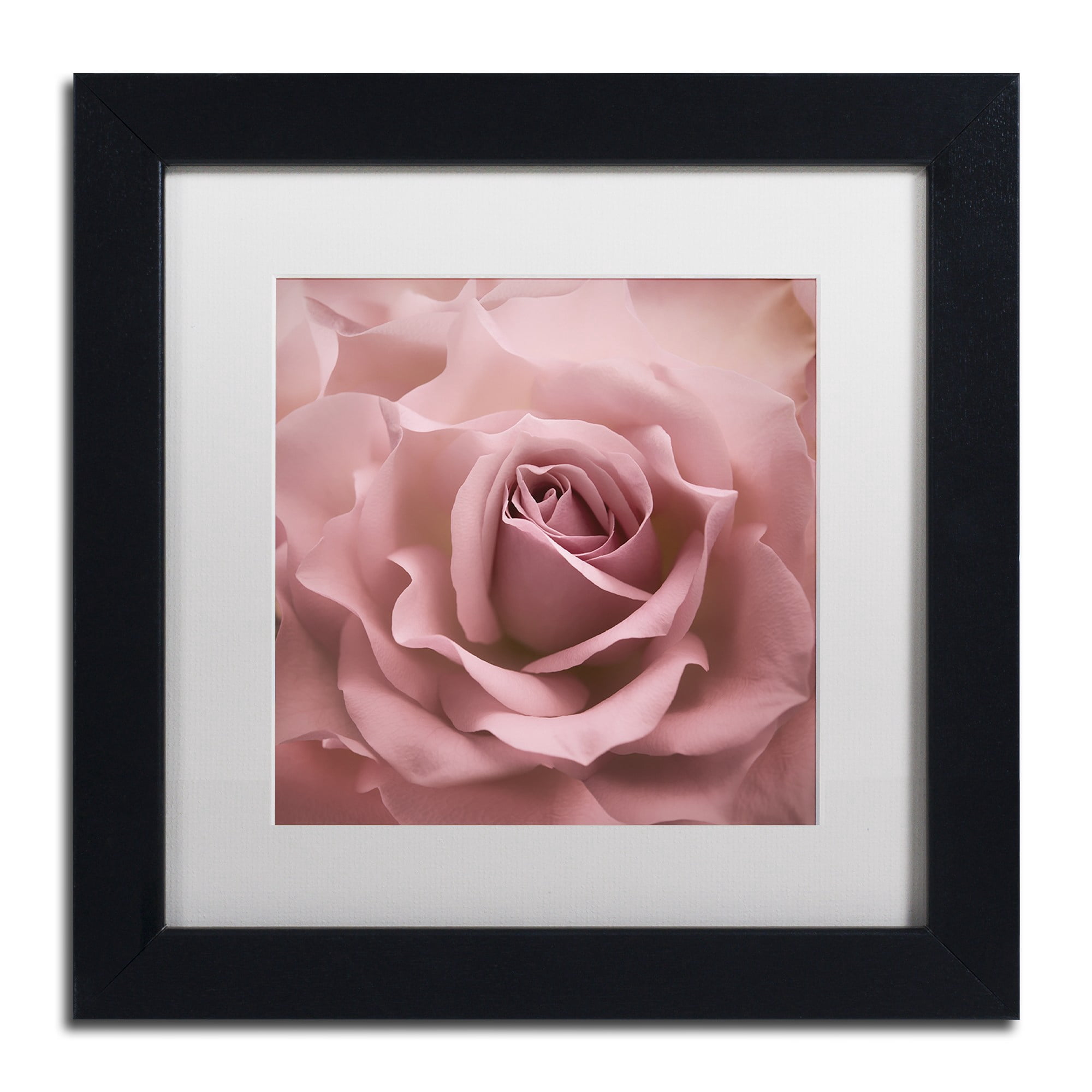 Trademark Fine Art 'Misty Rose Pink Rose' Canvas Art by Cora Niele, White Matte, Wood Frame