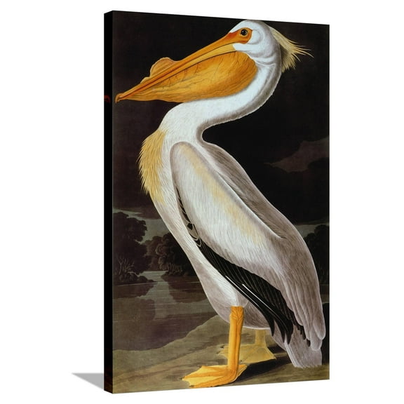 Art.com Audubon: Pelican Stretched Canvas Print Wall Art by John James Audubon, 24" x 36"