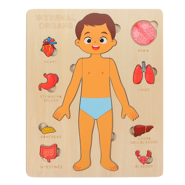 4Set Children Organs Learning Toy Wooden Body Puzzle Toy Multi Color Jigsaw Ornament Educational School Tool