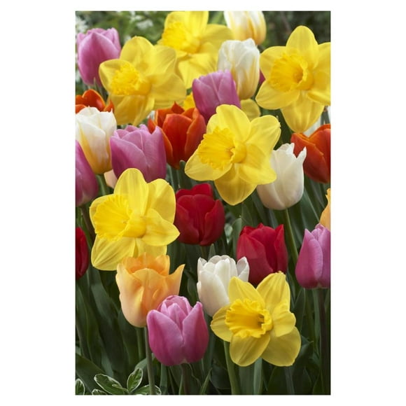 Daffodil lucky number variety, and Tulip flowers-Paper Art-26"x38"