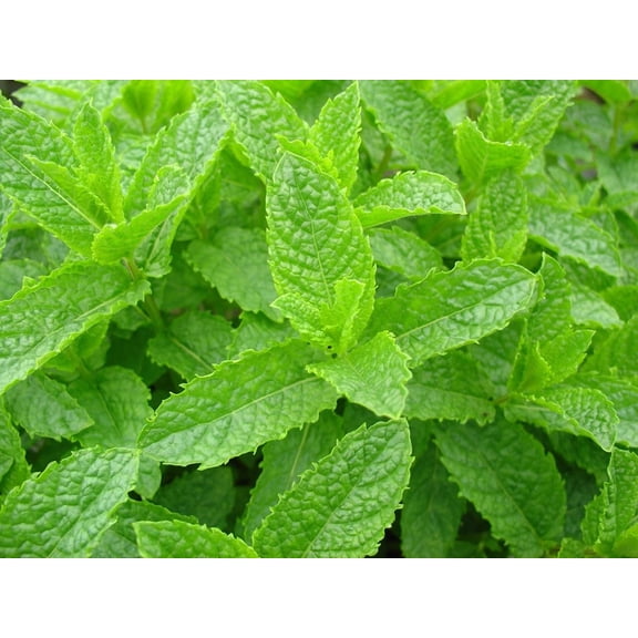 Organic Spearmint -Herb- Live Starter Plant