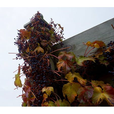 Canvas Print Grapes Wisconsin Viticulture Onalaska Winery Fall Stretched Canvas 10 x (Best Wineries In Wisconsin)