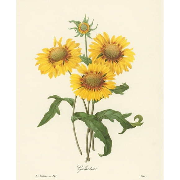 Galardia. /Nengraving After A Painting By Pierre-Joseph Redoute For His "Choix Des Plus Belles Fleurs," Paris, 1833. Poster Print by  (24 x 36)