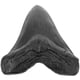 thumbnail image 2 of Megalodón Diente de Tiburón Fósil Simulación Realista Modelo de Dientes de Megalodón Réplica de Diente de Megalodón, 2 of 8