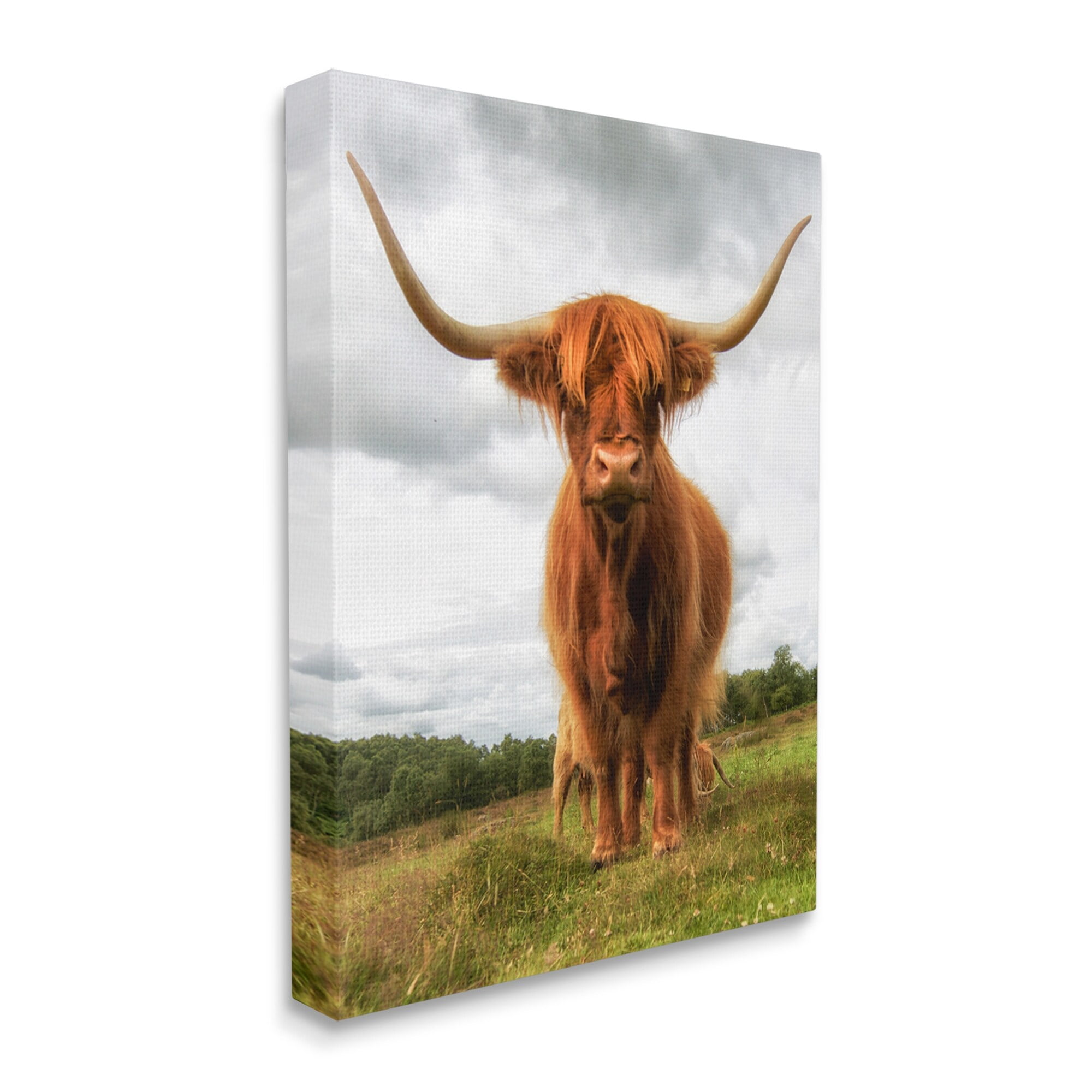Stupell Industries Highland Cattle Long Horns Grazing Farm Ranch Photograph Gallery Wrapped Canvas Print Wall Art, Design by James Dobson
