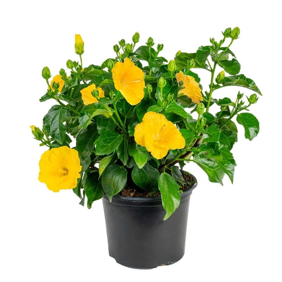 Island Blooms 22" Hibiscus Live Outdoor Plant in 3 Qt. Grower Pot