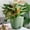 C, variant on Flower Pots for Indoor and Outdoor Use - Versatile Planters with Multiple Holes and Trays for Succulents and Flowers