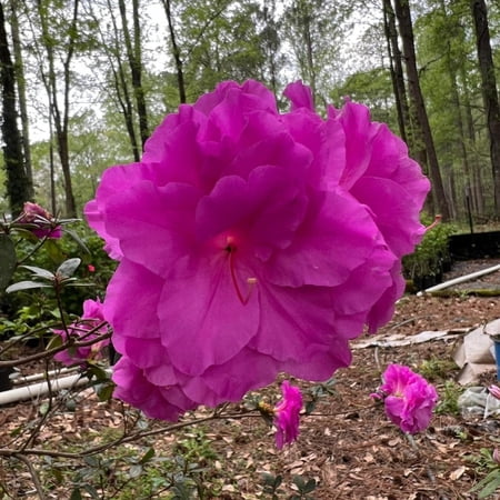 Pixies Gardens Amelia Rose Hybrid Azalea 2 Gallon