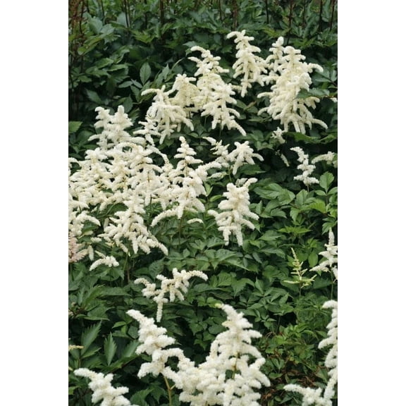 5 Astilbe Deutschland Bareroot Plant