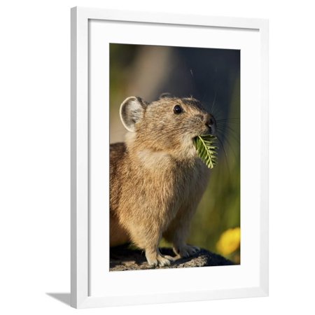 American pika (Ochotona princeps) with food in its mouth, San Juan National Forest, Colorado, Unite Framed Print Wall Art By James
