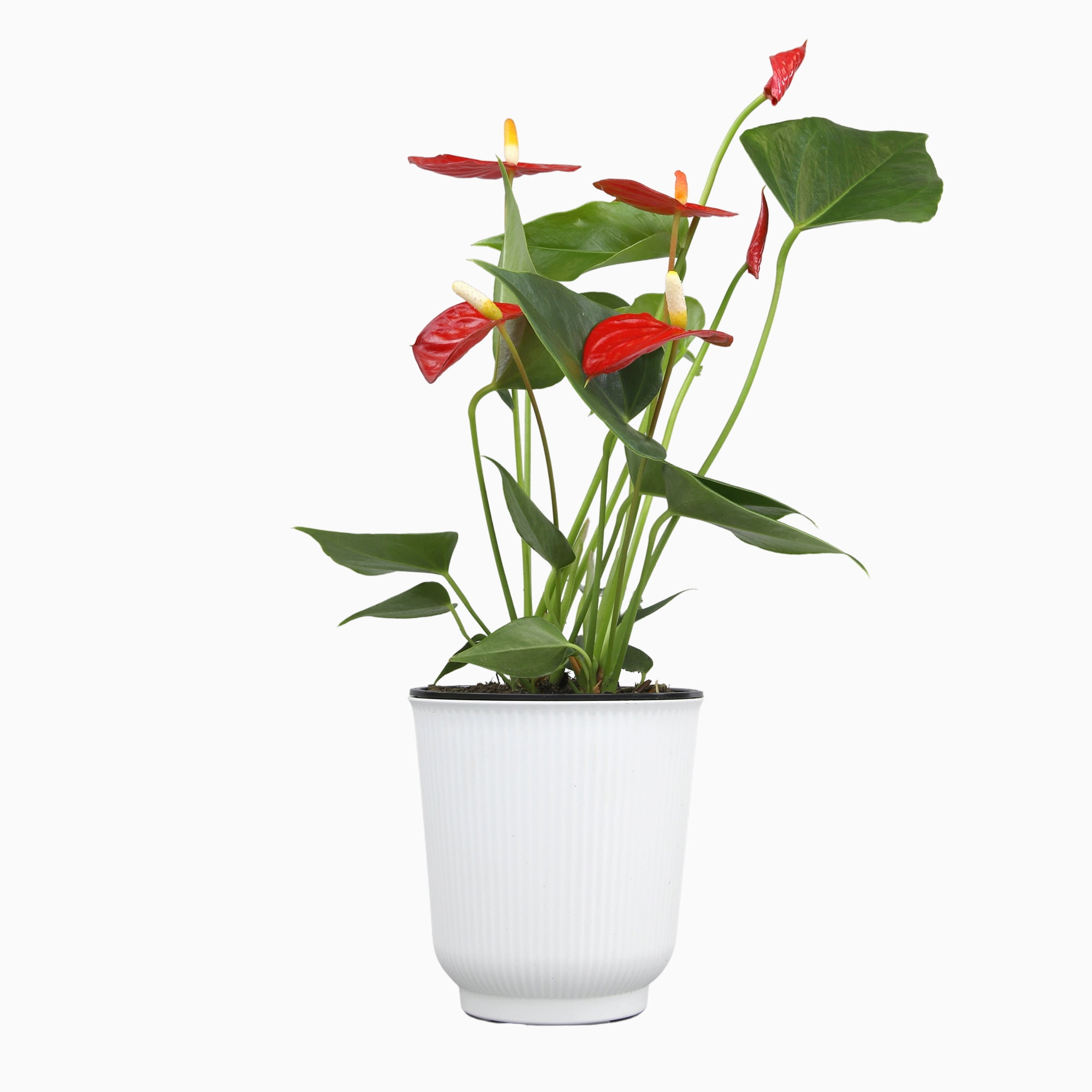 16in. Tall Red Anthurium in 4.25in Decor Pot; Indirect Light, Easy Care; Element by Altman Plants