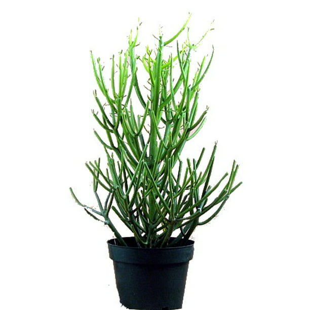 Pencil Cactus - Euphorbia - Easy to grow/Hard to kill! - 6