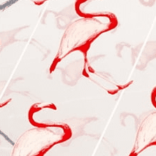 Flamingos