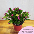 thumbnail image 5 of Potted Thanksgiving Cactus Live Plant, 4 - 7 inches Tall, Pink Zygocactus Flower, Houseplant, 5 of 6