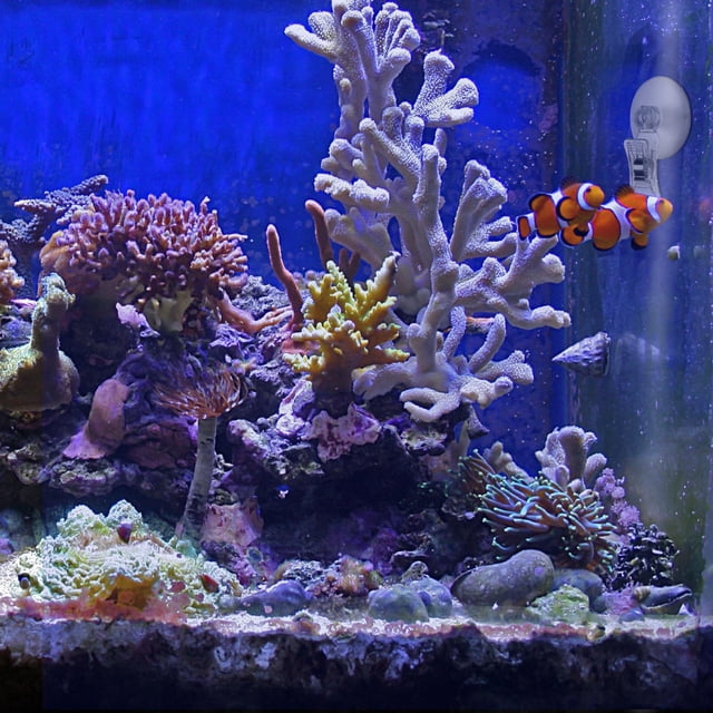 OUNONA 4Ud Clip Succión Para Acuario Transparente Para Sujetar Algas Y Verduras En De Peces