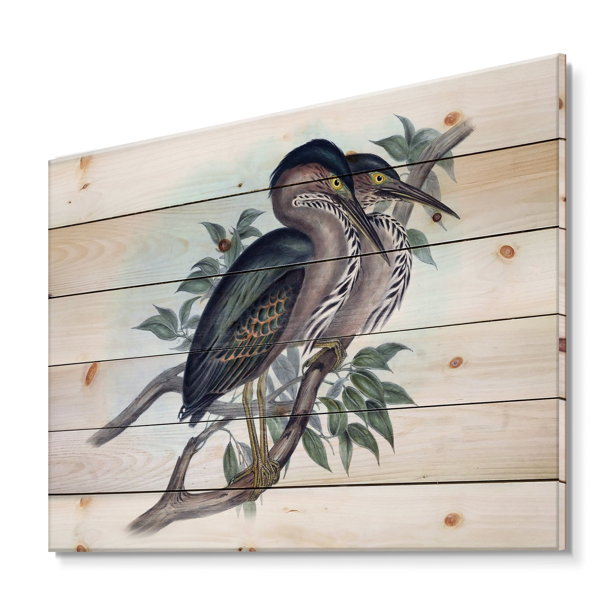 Designart 'Ancient Australian Birds VII' Traditional Print on Natural Pine Wood