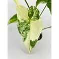 thumbnail image 2 of Bumble Plants 12" Marble Syngonium Podophyllum Albo Variegata Live Plants in 4" Nursery Pots, 2 of 7