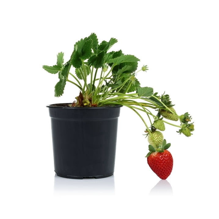 Expert Gardener 2.5QT Strawberry Live Plant, Full Sun, Red, 1 Count