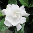 thumbnail image 5 of Gardenia Belmont  1 Extra Large 3 Gallon Plant  Gardenia Augusta 'Belmont'  Lush Blooming  Evergreen Elegance, 5 of 6