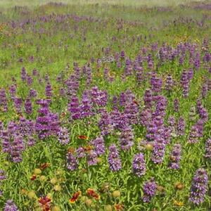 

Monarda / Bee Balm LEMON MINT Purple Heirloom Pollinators LOVE Non-GMO 200 Seeds