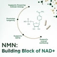 thumbnail image 6 of NMN Supplement - β-Nicotinamide Mononucleotide (NMN) 500 mg Per Serving - Pure NMN Formula - NAD+ Precursor Supplement - Cellular Energy & NAD Support - Vegan Capsules - Bottled in USA - 120 Capsules, 6 of 9