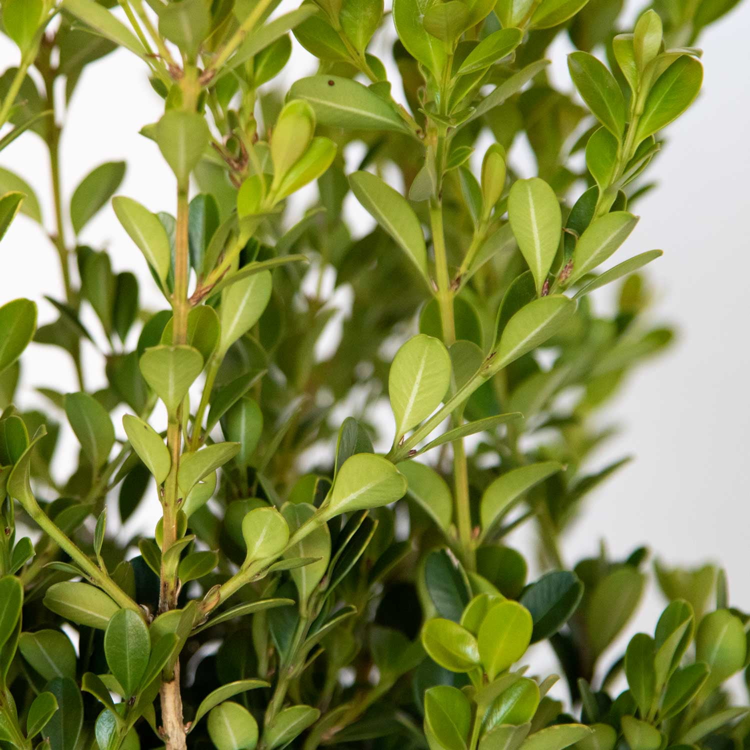 Expert Gardener Japanese Boxwood (2.5 Quart) Low-Maintenance
