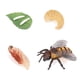 thumbnail image 1 of Vogacara 1 Juego de modelo de gusano de pala, Material plástico Premium, figuritas de insectos significativas, modelos de crecimiento educativo temprano Juguetes Educativos abeja tipo 2 NO18 Vogacara FN010083-18, 1 of 6