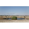 thumbnail image 2 of Kaveney, Wendy 14x10 White Modern Wood Framed Museum Art Print Titled - Animals gather at waterhole, Etosha NP, Namibia, 2 of 4