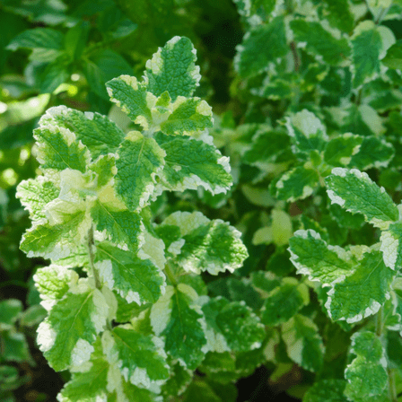 Pineapple Mint Plant, Variegated Mint Live Plant in Pot, Fragrant Herbs, Indoor Outdoor Growing
