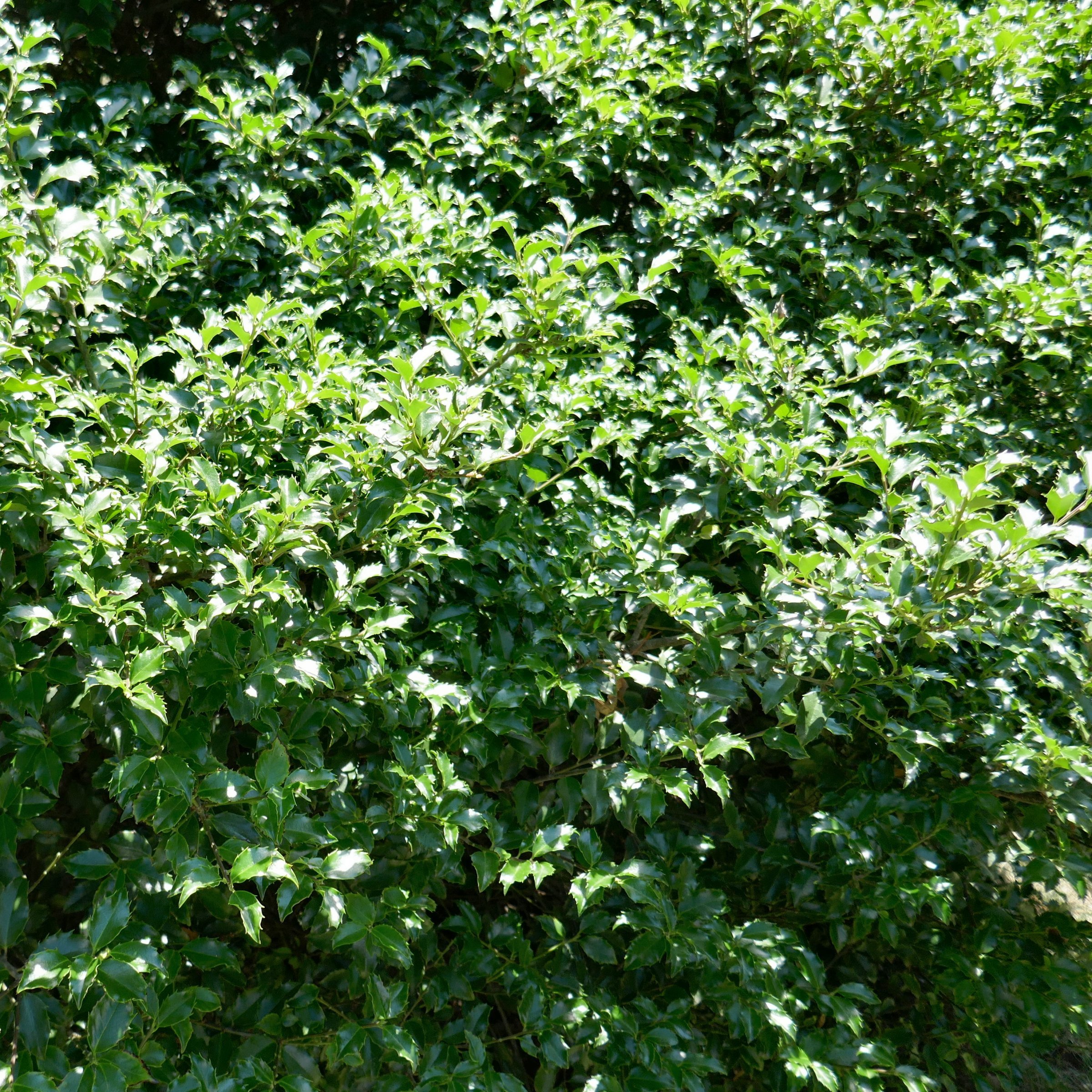 National Plant Network 3 gal. Ilex Emily Bruner