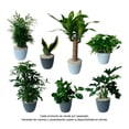 thumbnail image 1 of Planta purificadora 50 cm varios modelos 1 pieza, 1 of 3