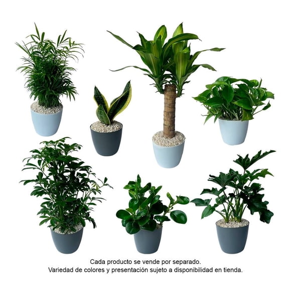 Planta purificadora 50 cm varios modelos 1 pieza